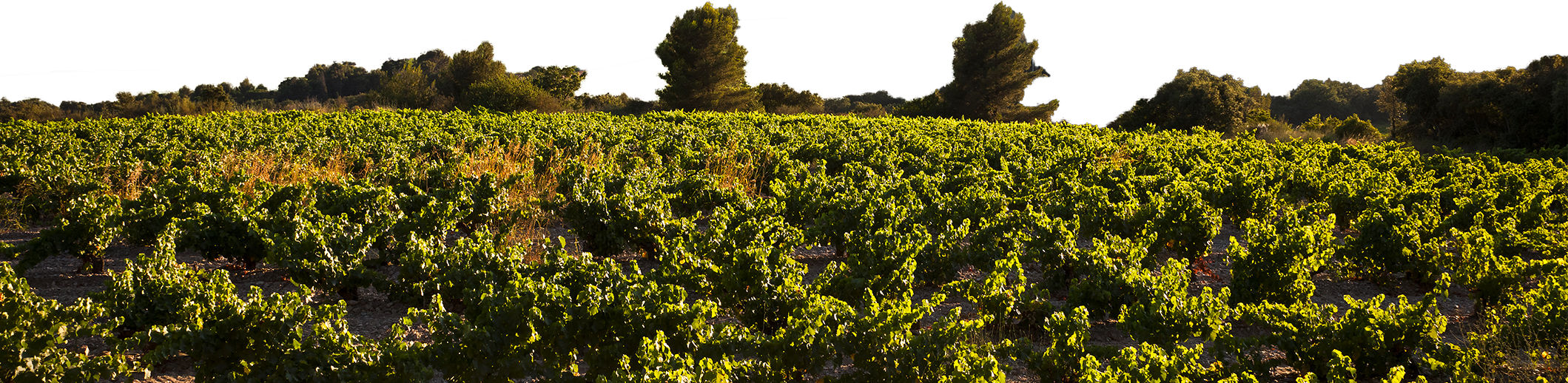 Le vignoble provençal